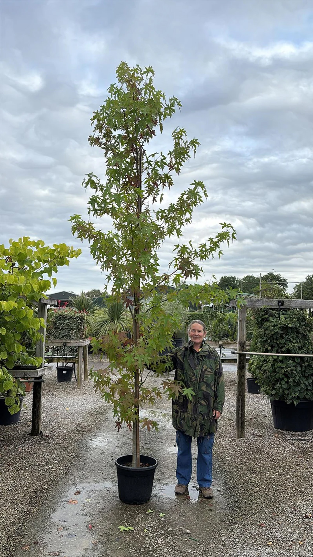 A young liquidambar tree
