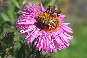 bee on a flower