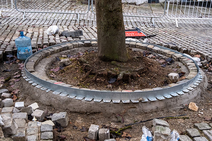 Exposed tree roots in poor condition
